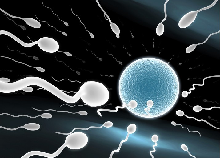 胚胎培养,胚胎移植
